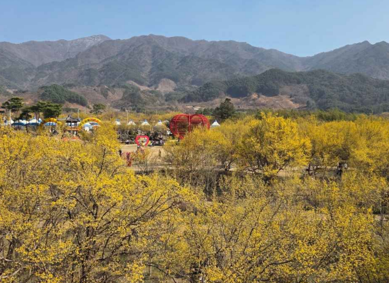 2026 구례산수유꽃축제