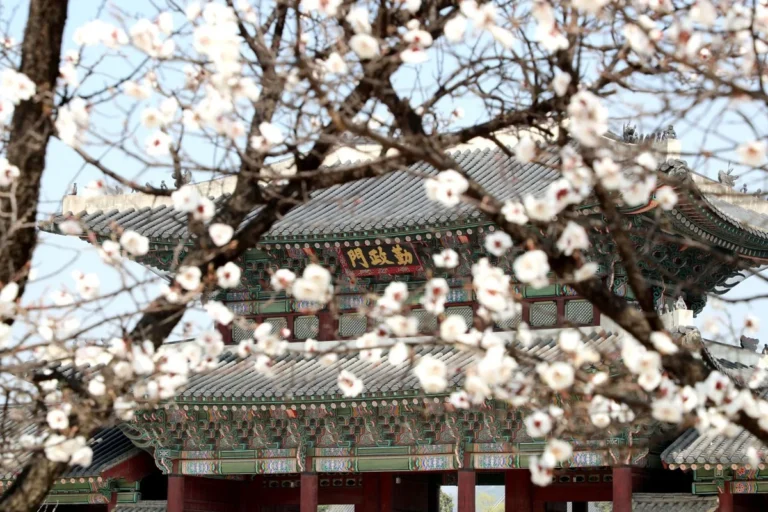 서울 매화 명소 (출처 : 한국관광공사)