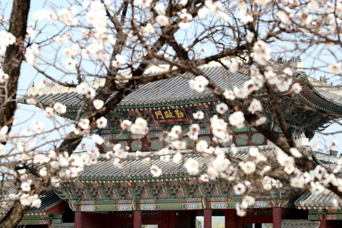 서울 매화 명소 (출처 : 한국관광공사)