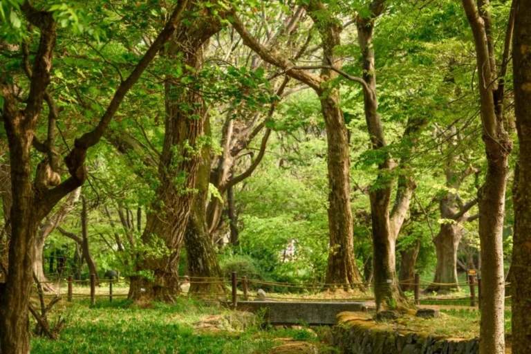 4월 대구 꽃놀이 명소 (출처 : 한국관광공사)
